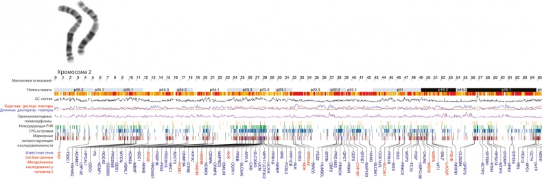 Иллюстрация к книге — ДНК. История генетической революции [i_109.jpg]