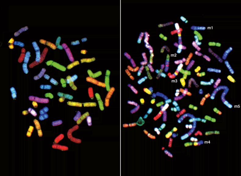 Иллюстрация к книге — ДНК. История генетической революции [i_173.jpg]