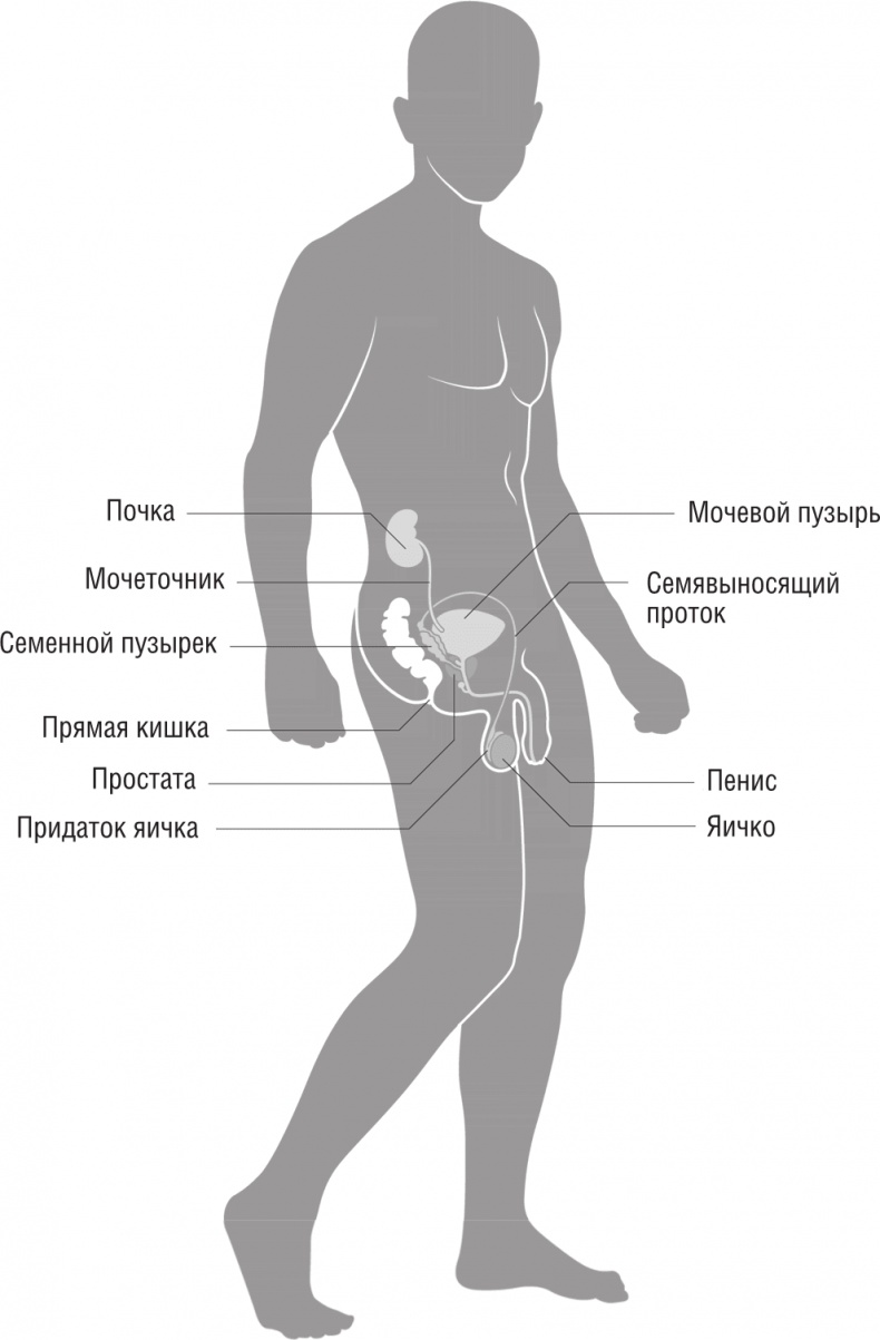 Иллюстрация к книге — ОН. Интимный разговор про тот самый орган [i_001.jpg]