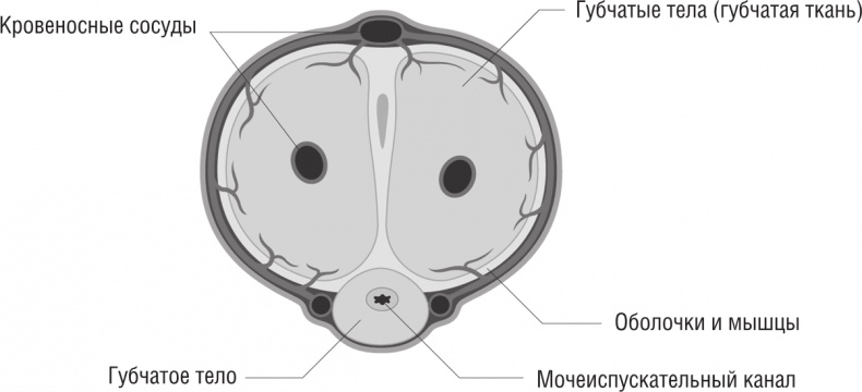Иллюстрация к книге — ОН. Интимный разговор про тот самый орган [i_004.jpg]