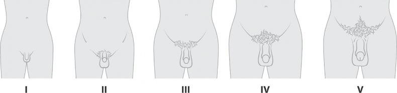 Иллюстрация к книге — ОН. Интимный разговор про тот самый орган [i_011.jpg]