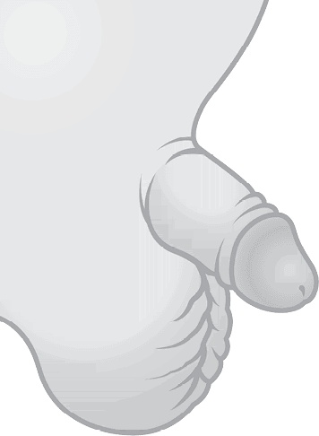 Иллюстрация к книге — ОН. Интимный разговор про тот самый орган [i_014.jpg]