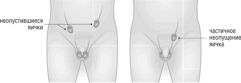 Иллюстрация к книге — ОН. Интимный разговор про тот самый орган [i_017.jpg]