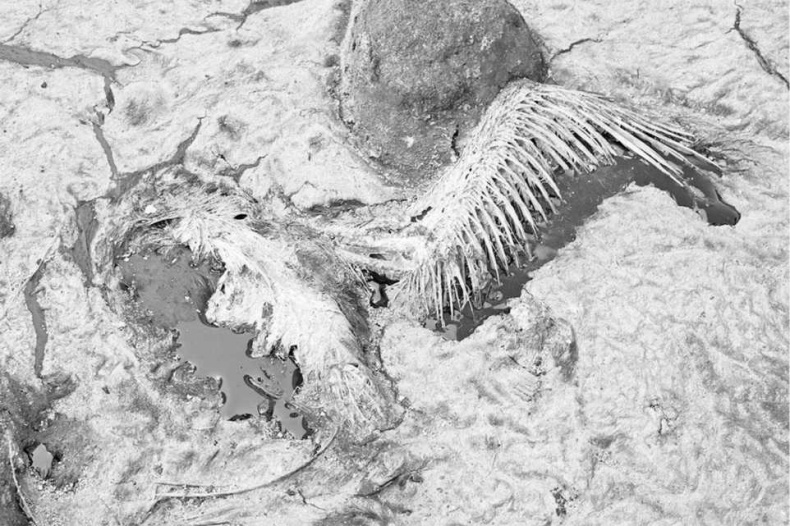 Иллюстрация к книге — Тайны природных аномалий [i_007.jpg]