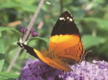 Иллюстрация к книге — Забытые союзники во Второй мировой войне [i_122.jpg]