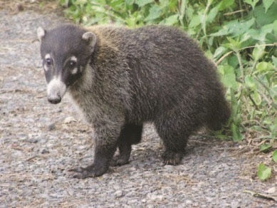 Иллюстрация к книге — Забытые союзники во Второй мировой войне [i_125.jpg]