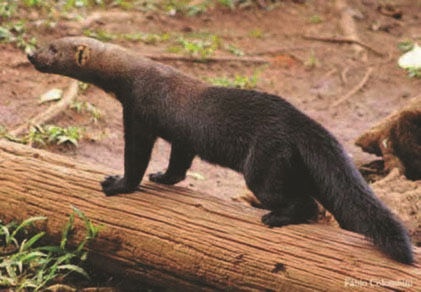 Иллюстрация к книге — Забытые союзники во Второй мировой войне [i_126.jpg]