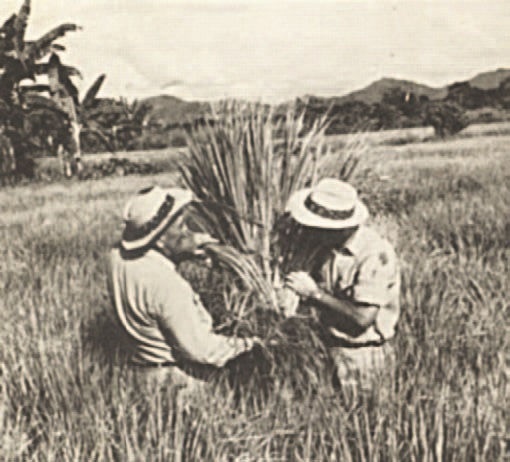 Иллюстрация к книге — Забытые союзники во Второй мировой войне [i_149.jpg]