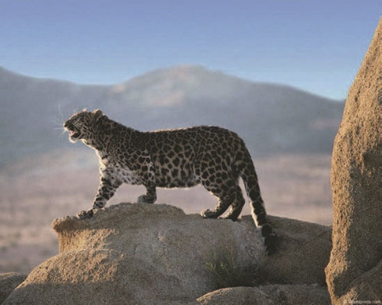 Иллюстрация к книге — Забытые союзники во Второй мировой войне [i_363.jpg]