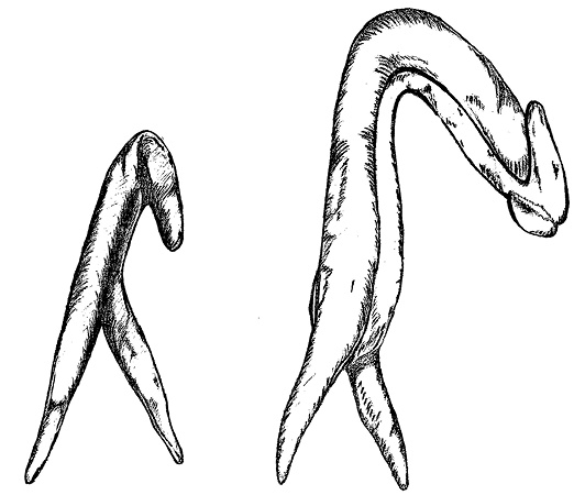 Иллюстрация к книге — Bravo, Penis! Об интимной жизни глазами врача [i_012.jpg]