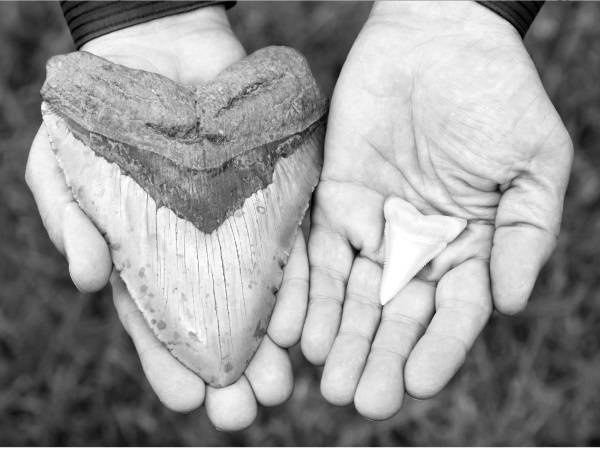 Иллюстрация к книге — Страшное дело. Рептилоиды нашего времени [i_023.jpg]