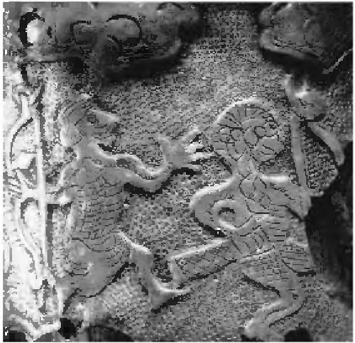 Иллюстрация к книге — Русь в IX–X веках. От призвания варягов до выбора веры [i_030.jpg]