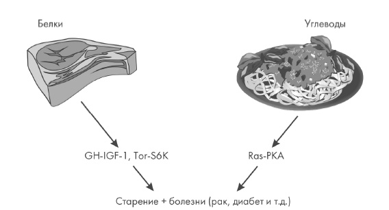 Иллюстрация к книге — Лонгевита. Революционная диета долголетия [i_016.jpg]