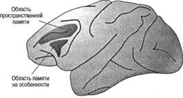 Иллюстрация к книге — Когнитивная психология [img_135.jpg]