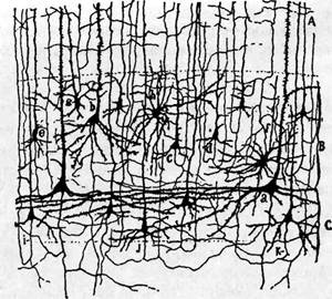 Иллюстрация к книге — Когнитивная психология [img_15.jpg]