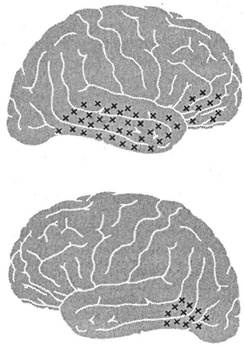 Иллюстрация к книге — Когнитивная психология [img_195.jpg]