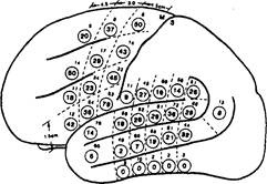 Иллюстрация к книге — Когнитивная психология [img_220.jpg]