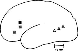 Иллюстрация к книге — Когнитивная психология [img_221.jpg]