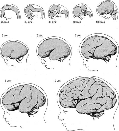 Иллюстрация к книге — Когнитивная психология [img_259.jpg]