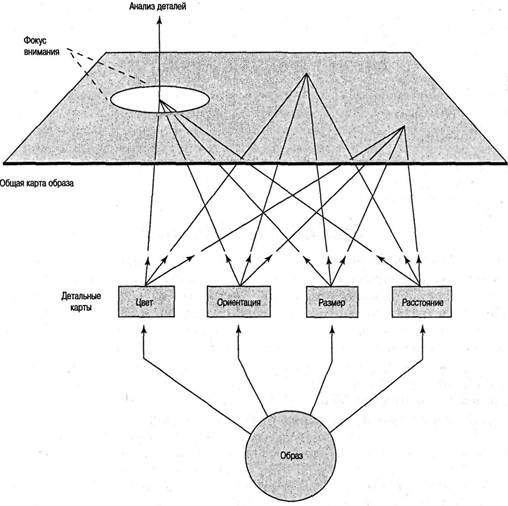 Иллюстрация к книге — Когнитивная психология [img_56.jpg]