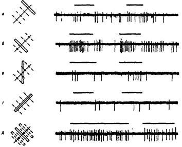 Иллюстрация к книге — Когнитивная психология [img_89.jpg]