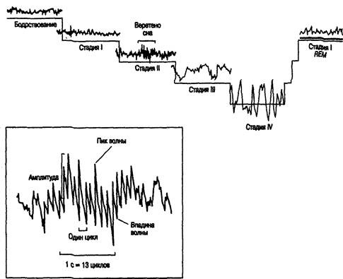 Иллюстрация к книге — Когнитивная психология [img_99.jpg]