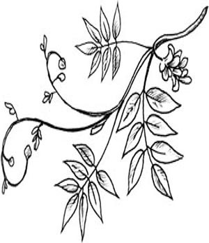 Иллюстрация к книге — Скауты в лесах [i_004.jpg]