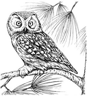 Иллюстрация к книге — Скауты в лесах [i_007.jpg]