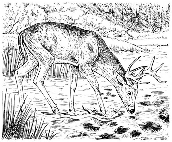 Иллюстрация к книге — Скауты в лесах [i_011.jpg]