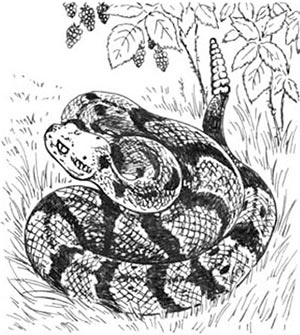 Иллюстрация к книге — Скауты в лесах [i_012.jpg]