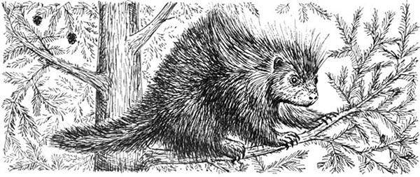 Иллюстрация к книге — Скауты в лесах [i_014.jpg]