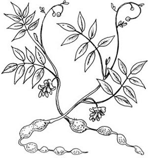 Иллюстрация к книге — Скауты в лесах [i_018.jpg]