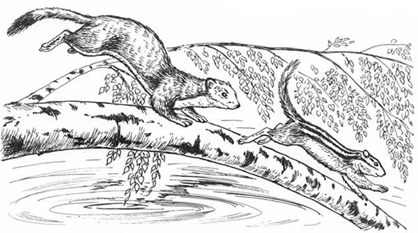 Иллюстрация к книге — Скауты в лесах [i_023.jpg]