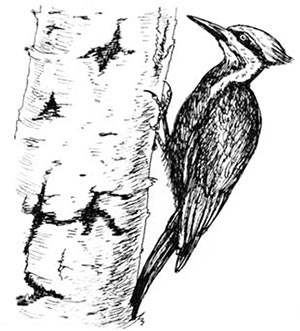 Иллюстрация к книге — Скауты в лесах [i_031.jpg]