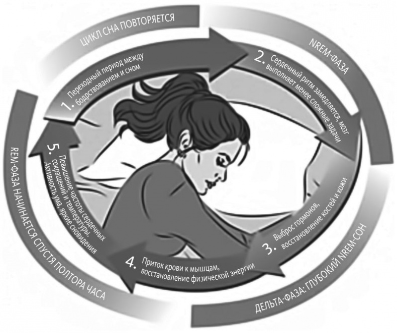 Иллюстрация к книге — Здоровый сон. 21 шаг на пути к хорошему самочувствию [i_004.jpg]