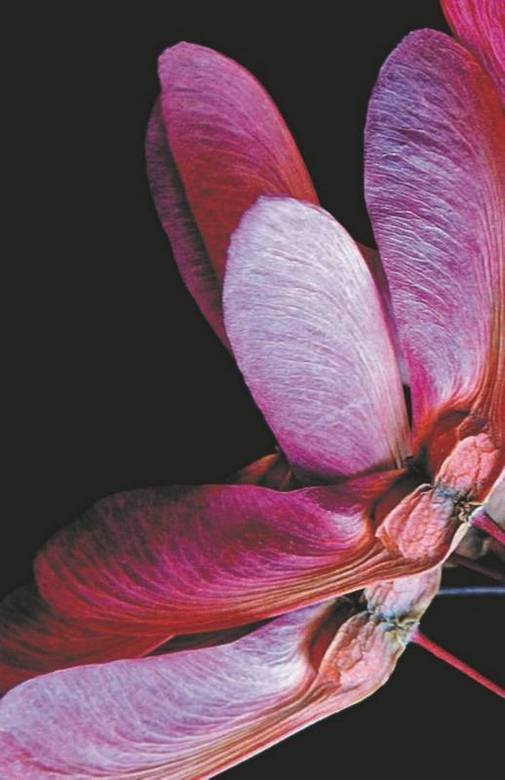 Иллюстрация к книге — Революция растений [i_002.jpg]