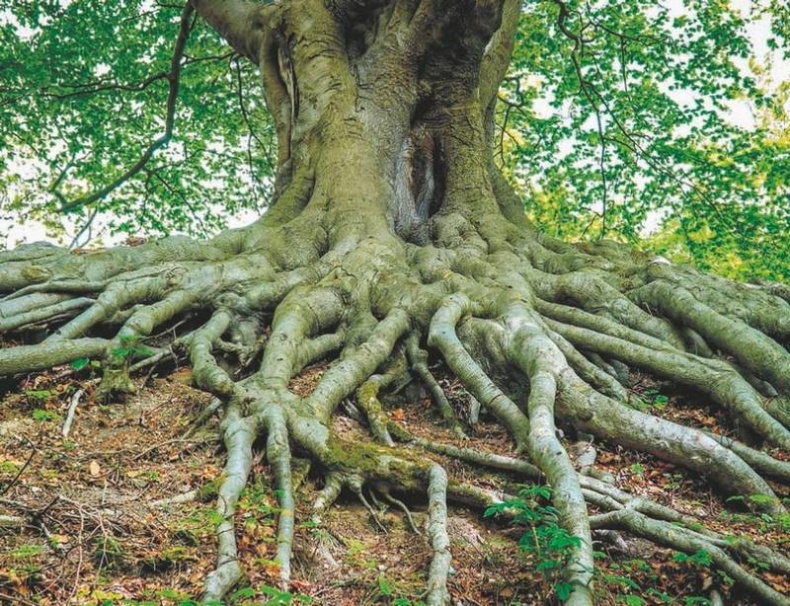 Иллюстрация к книге — Революция растений [i_003.jpg]