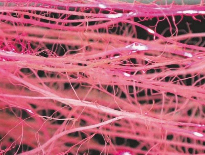 Иллюстрация к книге — Революция растений [i_011.jpg]