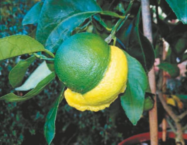 Иллюстрация к книге — Революция растений [i_014.jpg]