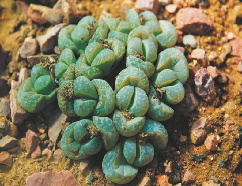 Иллюстрация к книге — Революция растений [i_018.jpg]