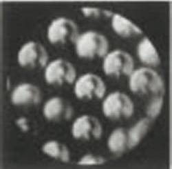 Иллюстрация к книге — Революция растений [i_022.jpg]