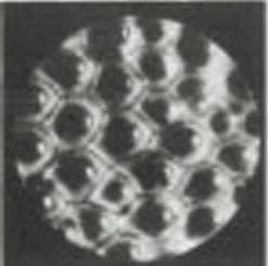 Иллюстрация к книге — Революция растений [i_023.jpg]