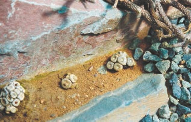 Иллюстрация к книге — Революция растений [i_029.jpg]