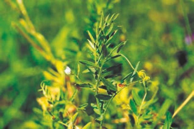 Иллюстрация к книге — Революция растений [i_031.jpg]