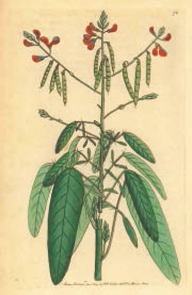 Иллюстрация к книге — Революция растений [i_039.jpg]