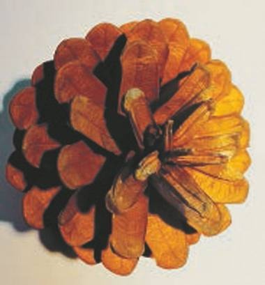 Иллюстрация к книге — Революция растений [i_042.jpg]