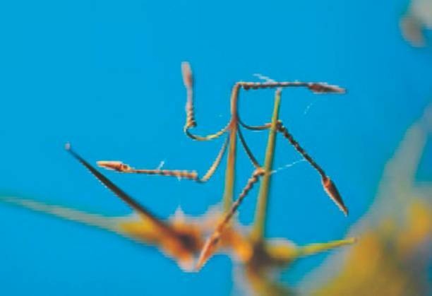 Иллюстрация к книге — Революция растений [i_045.jpg]