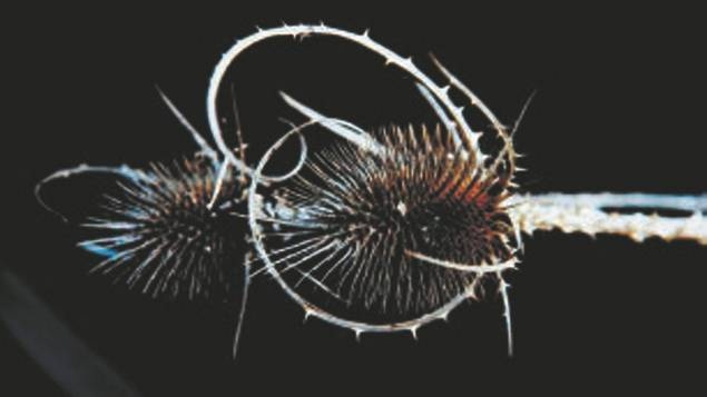 Иллюстрация к книге — Революция растений [i_048.jpg]