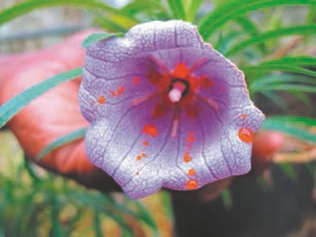 Иллюстрация к книге — Революция растений [i_049.jpg]