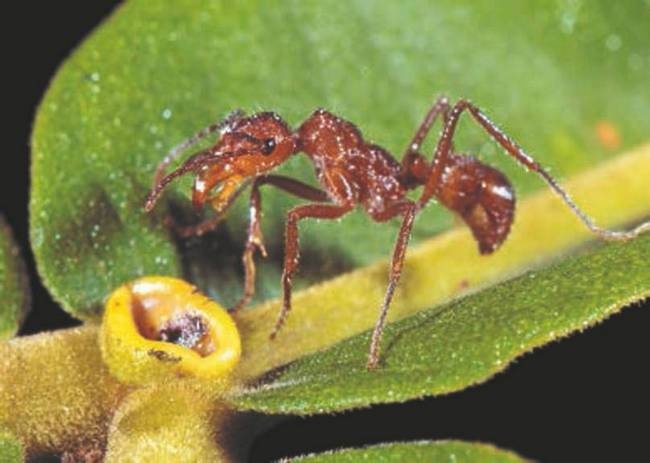 Иллюстрация к книге — Революция растений [i_050.jpg]